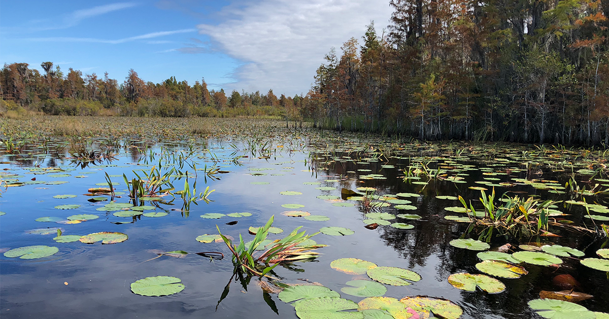 Okefenokee - One Hundred Miles