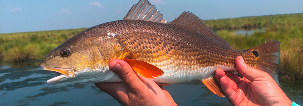 Protecting Georgia Redfish - One Hundred Miles