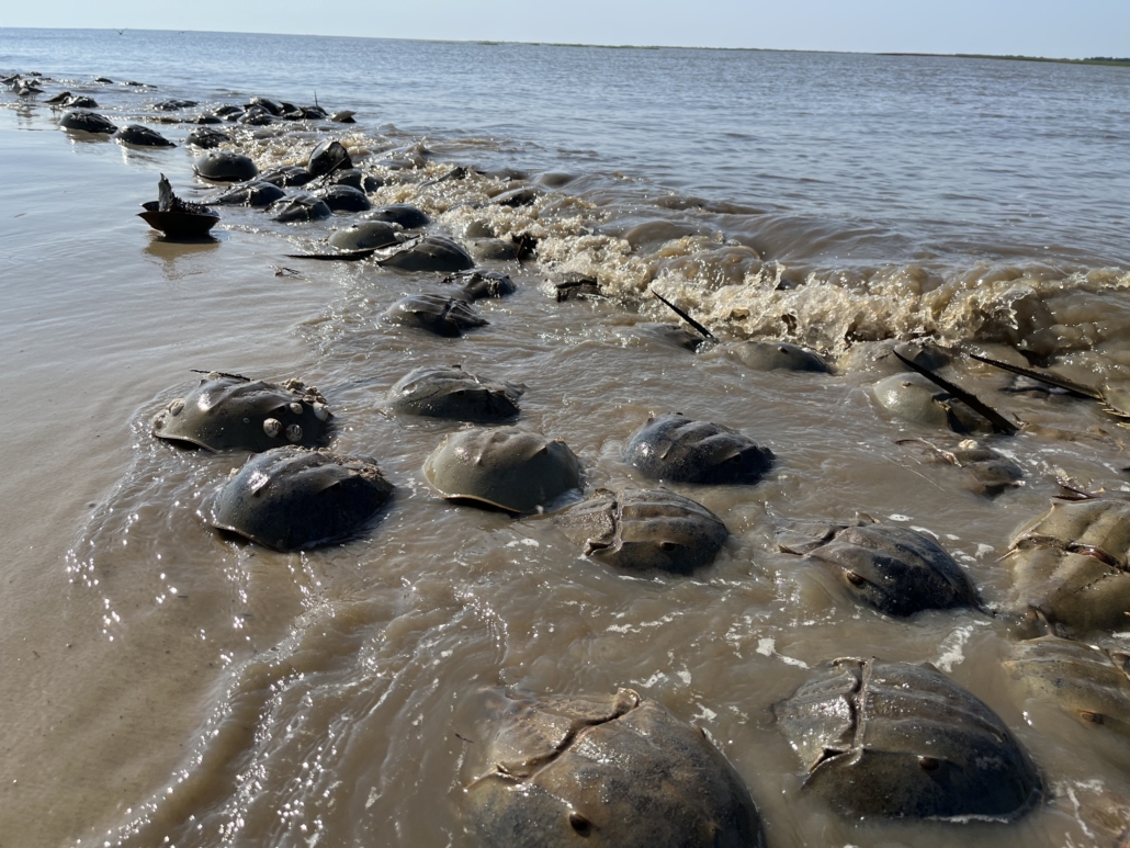 Take Action: Protect Horseshoe Crabs: Support Synthetic Alternatives in ...