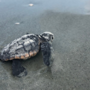 sea turtles