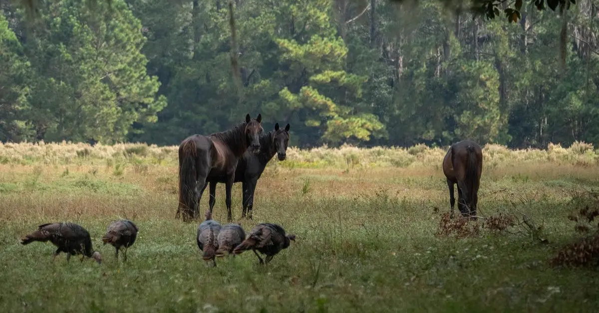 Judge dismisses Cumberland horses’ lawsuit