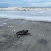 Sea turtle magic
