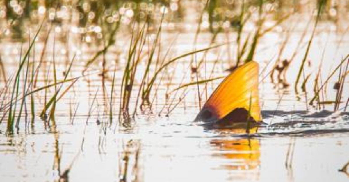 Report on red drum overfishing could spur regulation changes