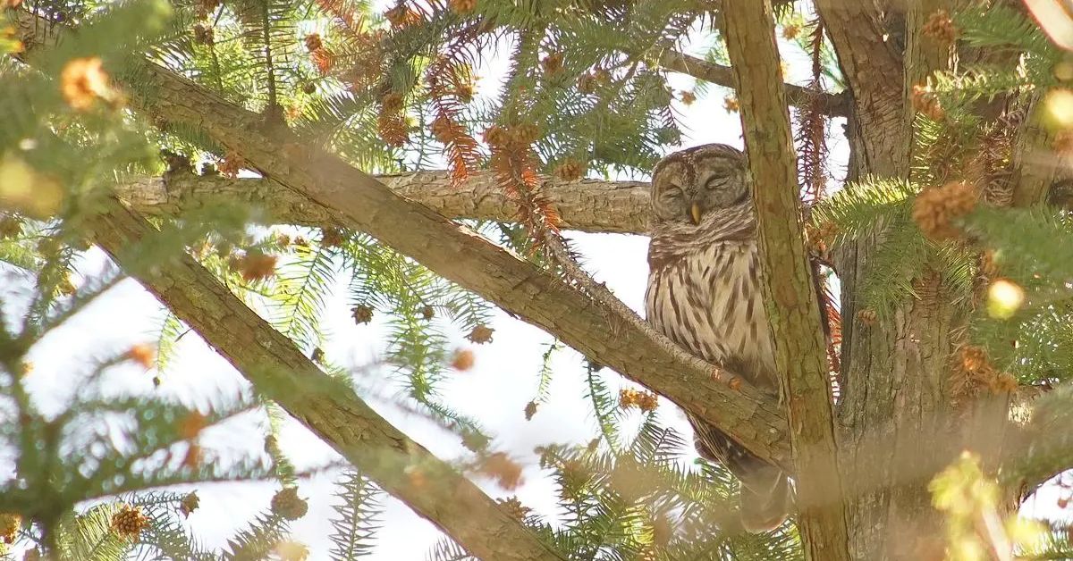 Nesting owls delay tree removal