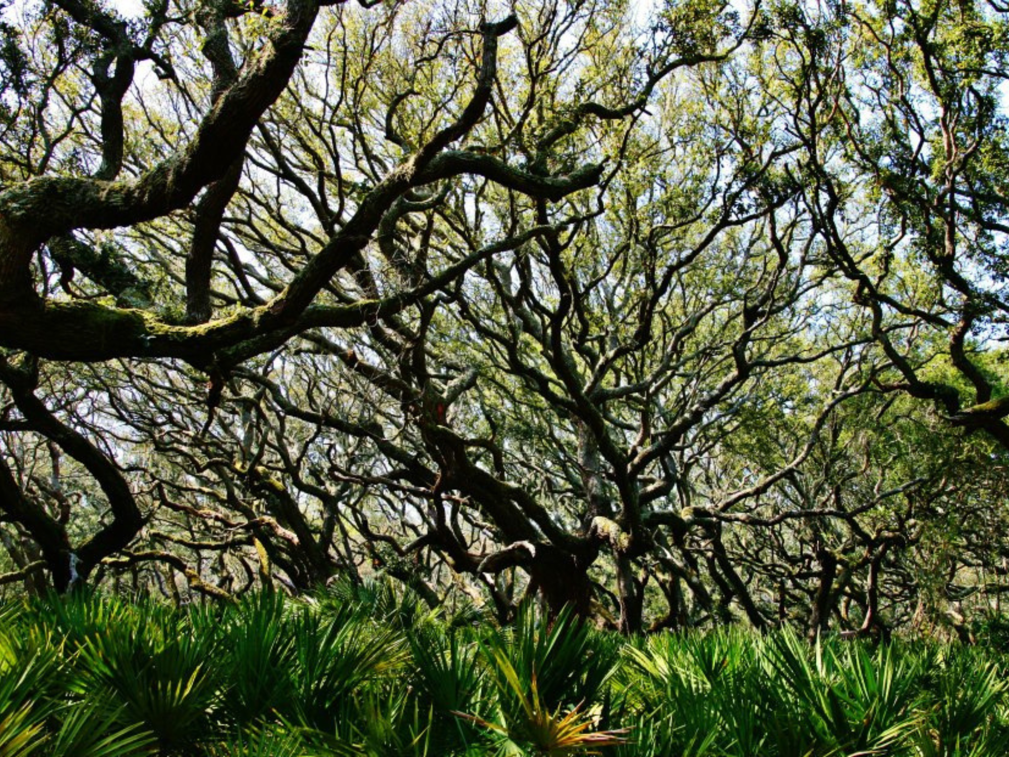 Website card oaks
