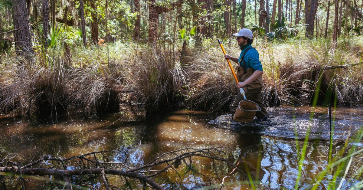 Exploring salt impacts on freshwater ecology on a Georgia barrier island