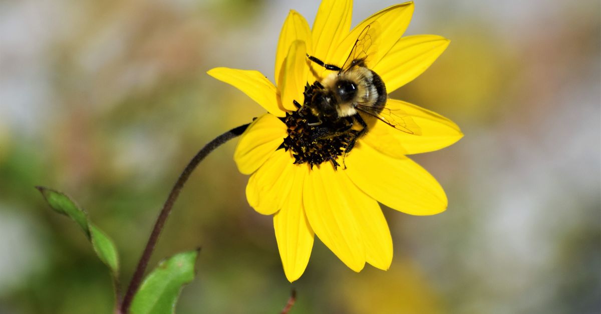 KMB Pollinator Power Darien News