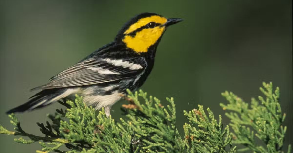 How redefining just one word could strip the Endangered Species Act’s ability to protect vital habitat