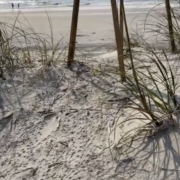 Misorientation SSI Sea Turtle Project