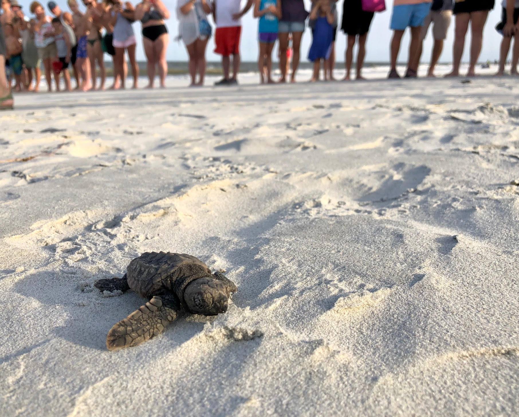 turtle 3