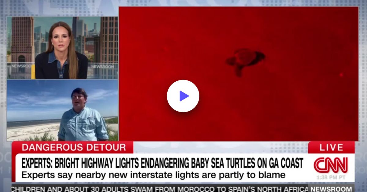CNN - Bright highway lights endangring baby sea turtles on GA coast