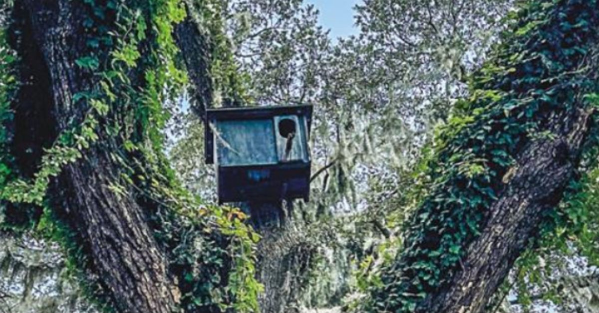 Owl Houses in Darien