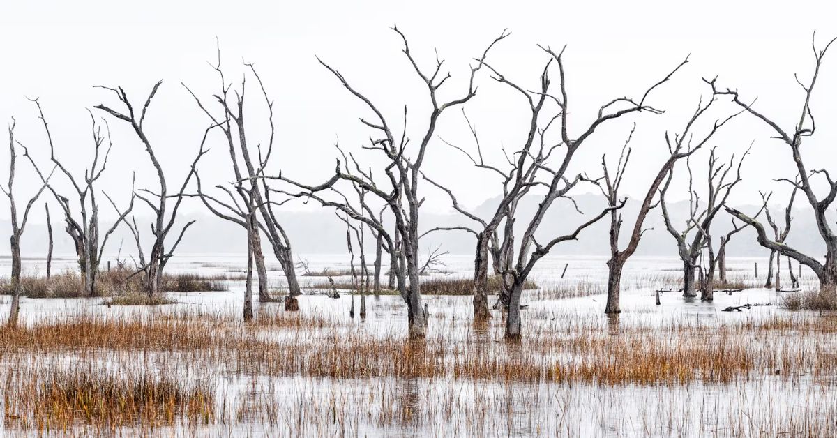 Georgia artist documents the coast’s disappearing treescape