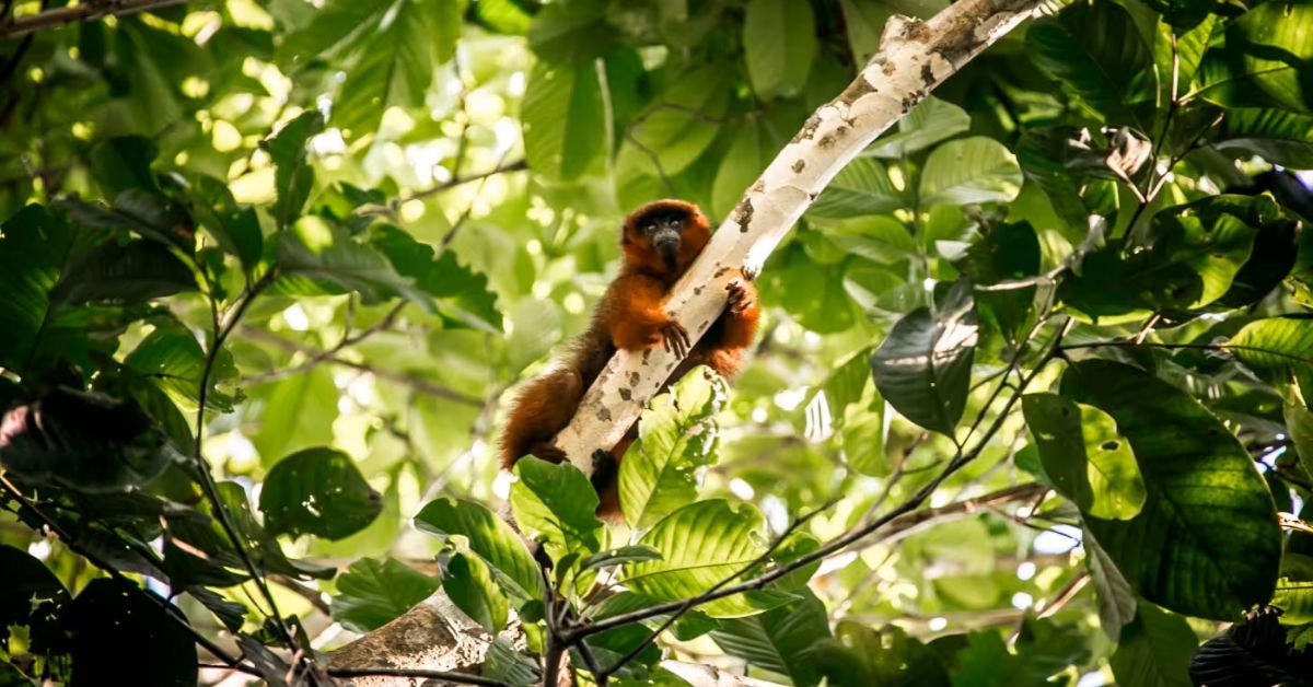 Our answers to climate change are damaging nature