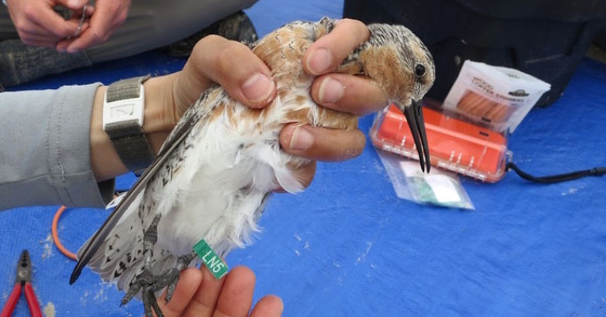 Red knot flies through Erin DNR