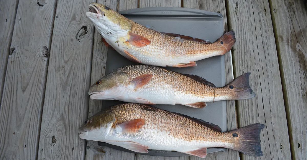 New assessment shows that numbers of one of Georgia's most popular sport fish are dwindling