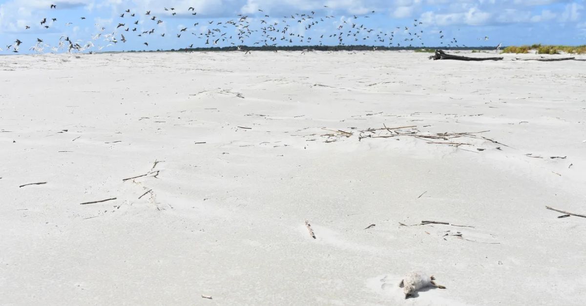 Georgia’s last shorebird and seabird colonies threatened by people, pets, rising tides