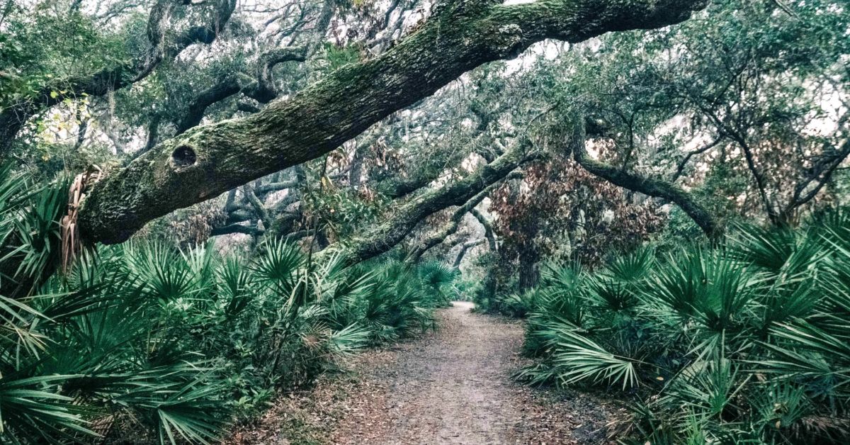 Cumberland Island could see 700 visitors a day under proposed plan