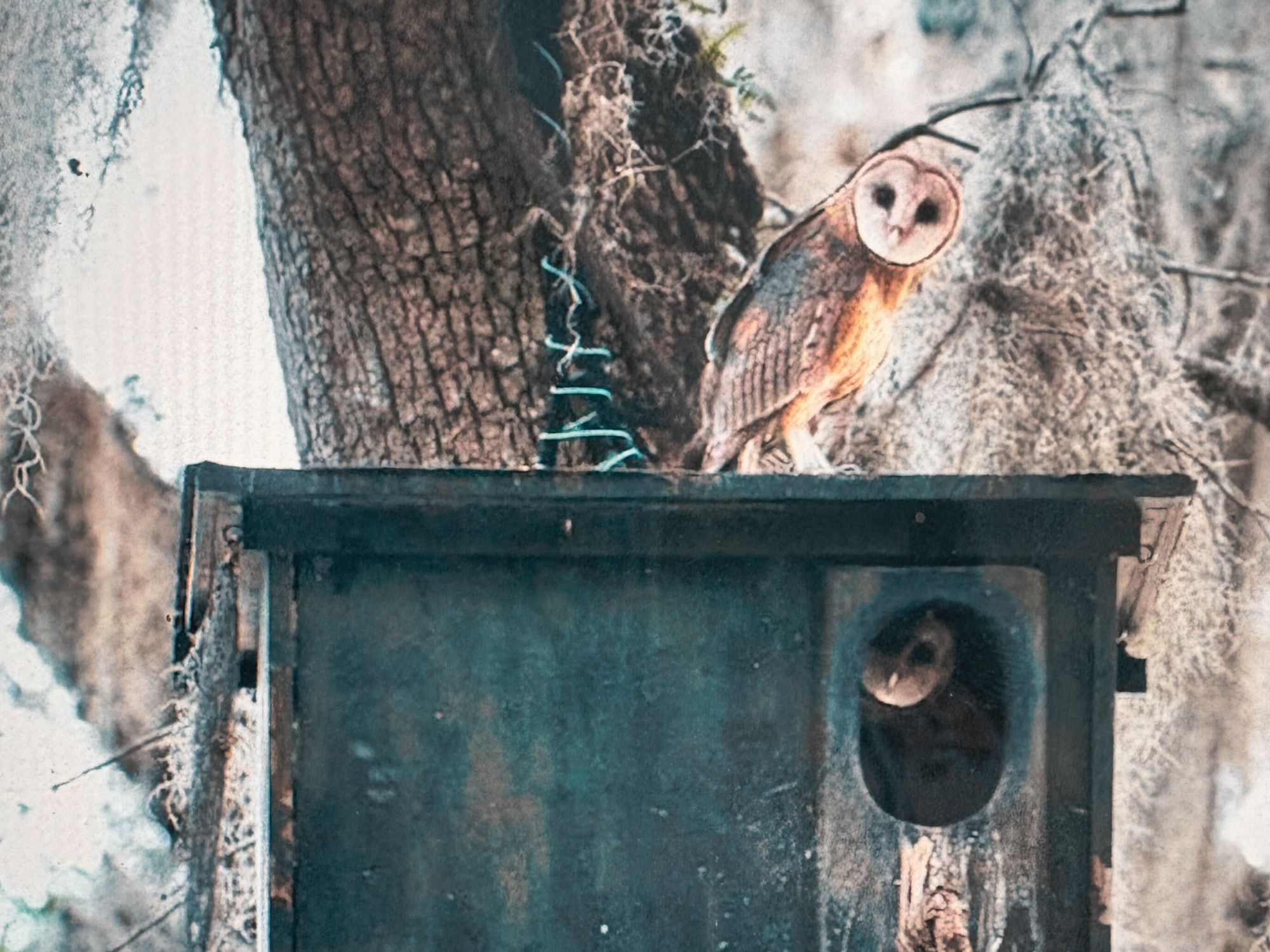 Darien Owl Trail boxes