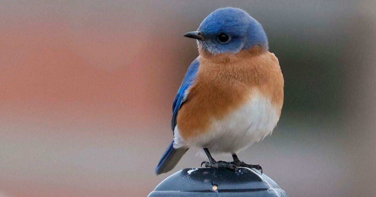 Georgia has its first ‘Bird City.’ Here’s how it protects winged residents