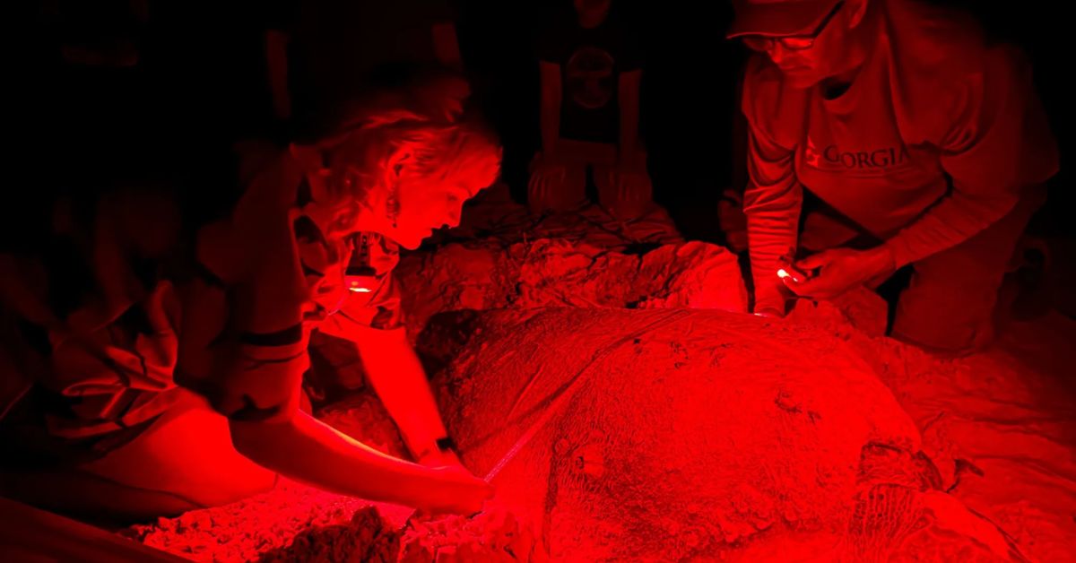 Glynn County’s new zoning draft fails to update light protections for sea turtles