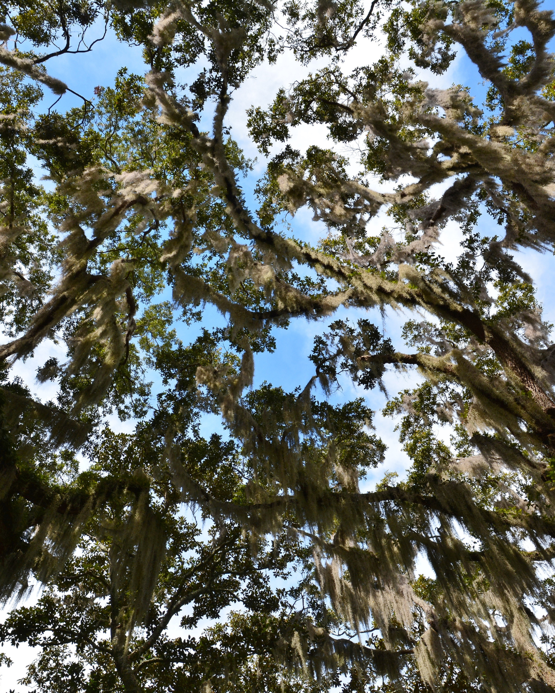 Oak Canopy, LSSI portrait