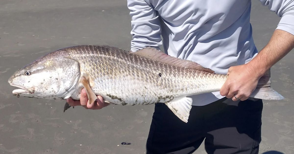 Red drum regulation changes are coming, DNR to host town halls