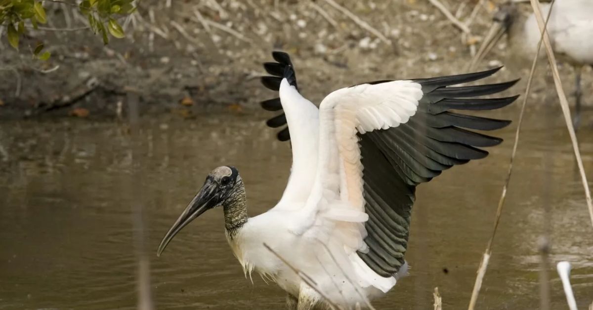 Wood storks are off the endangered species list. Advocates say it’s too soon