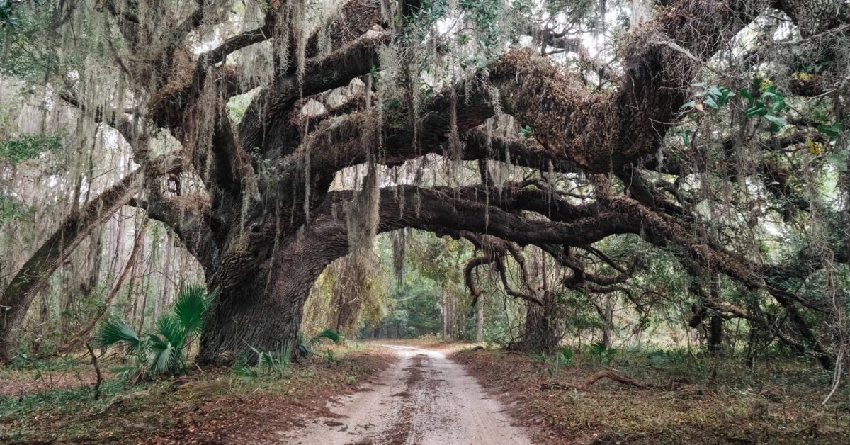 Camden declines support for Cumberland Island land swaps