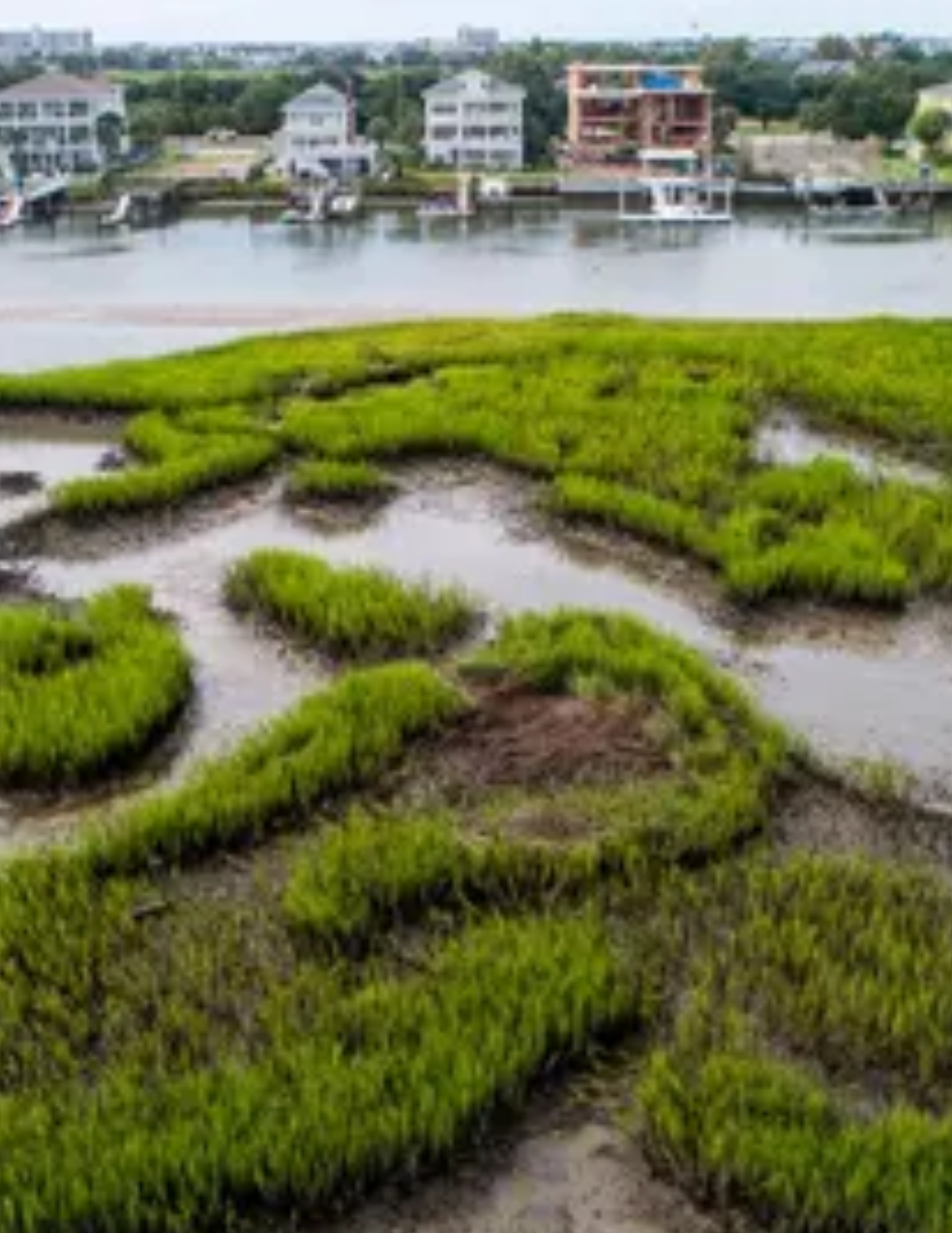 Coastal Development Boom Endangers Salt Marshes, a Resource Vital to the Southeast Economy