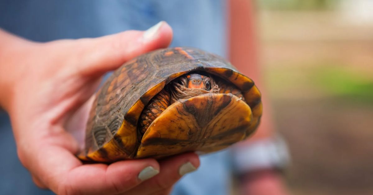 Volunteers round up box turtles on Tybee