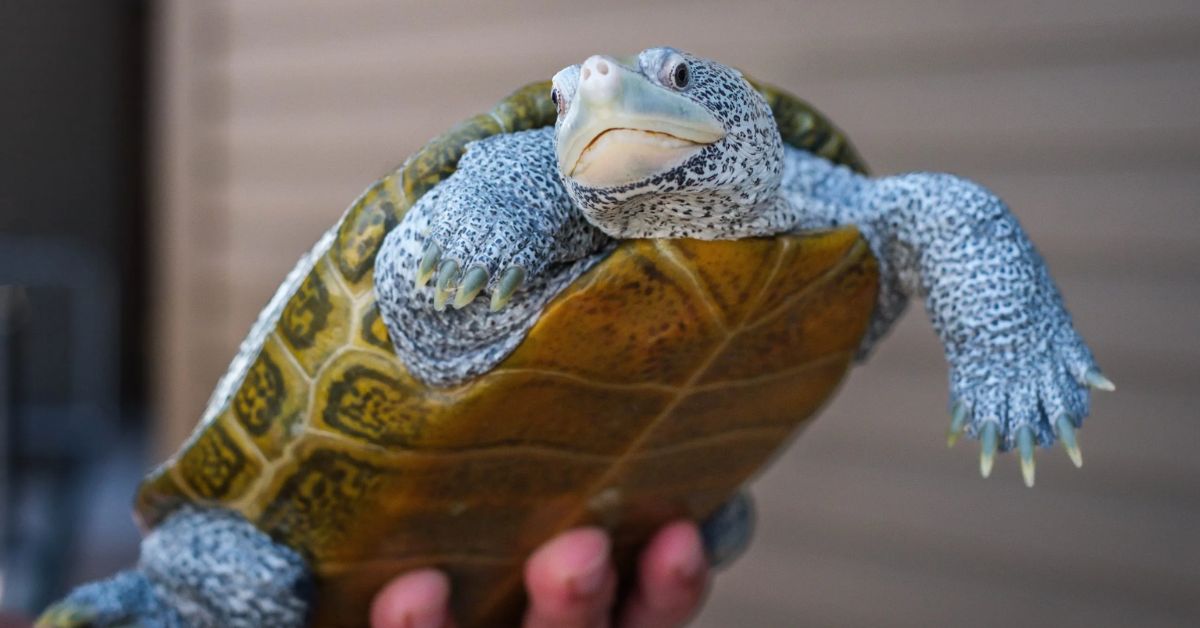 Terrapin population study underway in Coastal Georgia creeks to assess decline